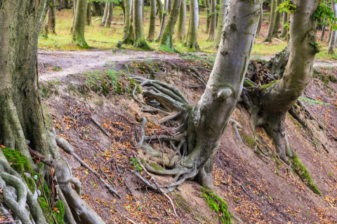 Wald, Jasmund, Insel Rügen