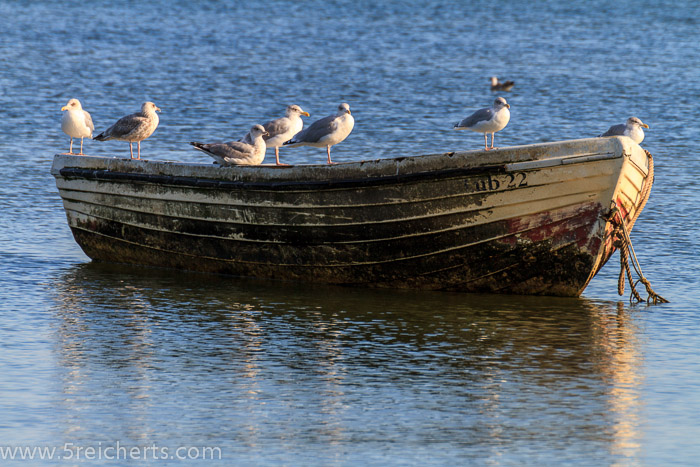 Möwen ruhen sich auf Boot aus, Lubmin, Ostsee
