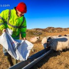 Die Winterfütterung der Schafe