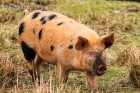 Unterwegs in Fiskavaig, interessante Schweine getroffen