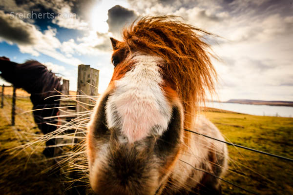 Shetland Pony, Bressay