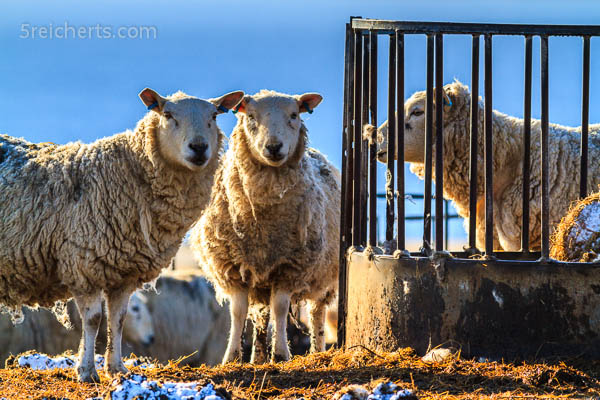 Schafe, Eshaness, Shetland