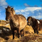 Sheltand Ponies, Unst