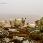 Schafe im Nebel, Isle of Lewis
