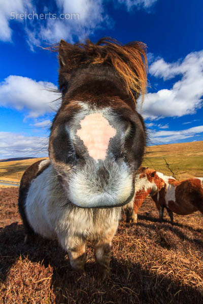 Shetland Pony - so sieht es aus, kurz bevor es mir das Gesicht abschnüffelt.