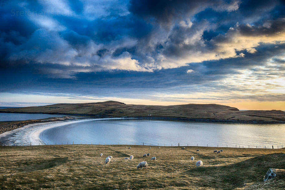 Schafe und Bannaminn Beach, Insel Burra, Shetland