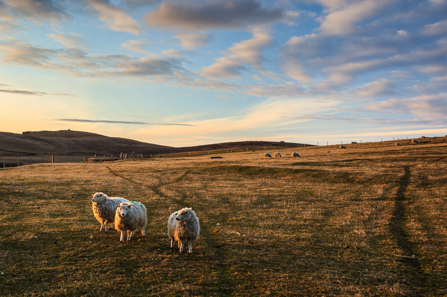 Shetland Schafe, Burra, Shetland