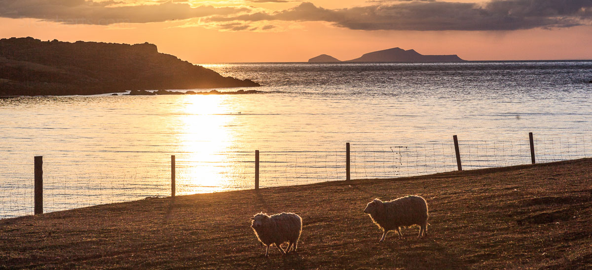 Schafe und Bannaminn Beach, Insel Burra, Shetland
