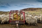 Die Schafe stürzen sich auf das Futter