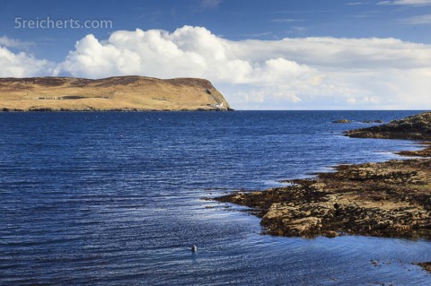 Robbe beim Lunch, Lerwick, Shetland