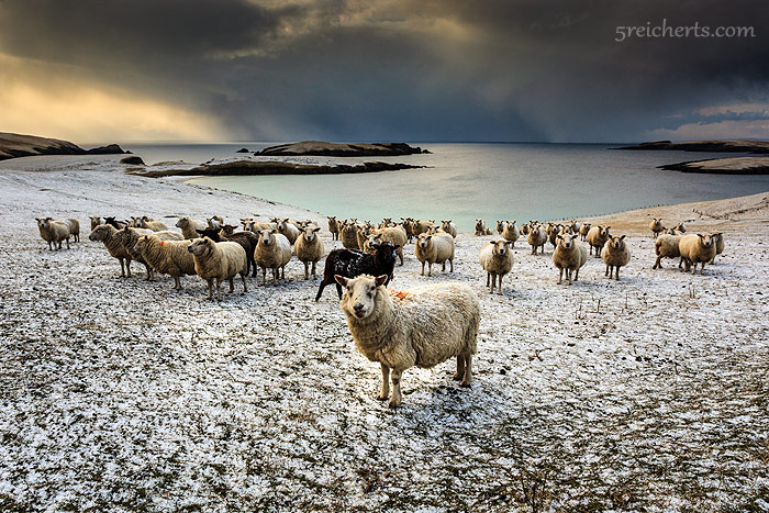 Schafe im Schnee, Shetlands