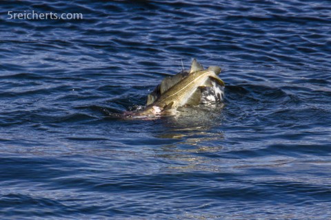 Robbe beim Lunch, Lerwick, Shetland
