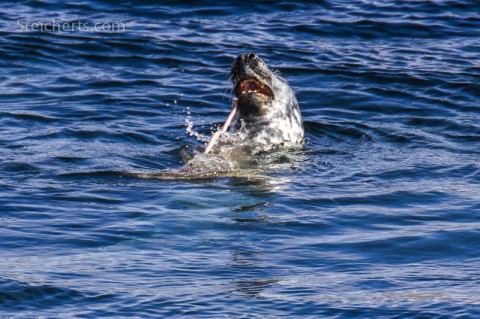 Robbe beim Lunch, Lerwick, Shetland