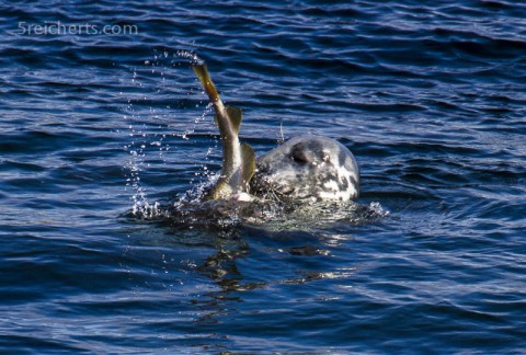 Robbe beim Lunch, Lerwick, Shetland