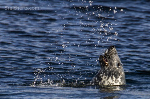 Robbe beim Lunch, Lerwick, Shetland