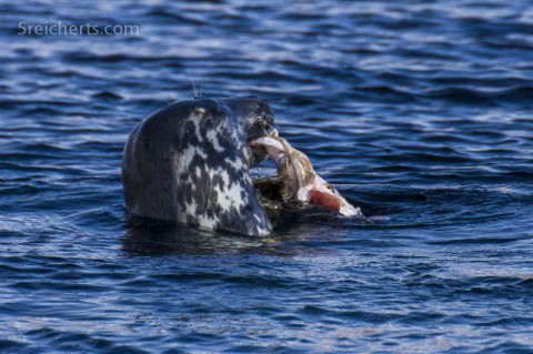 Robbe beim Lunch, Lerwick, Shetland