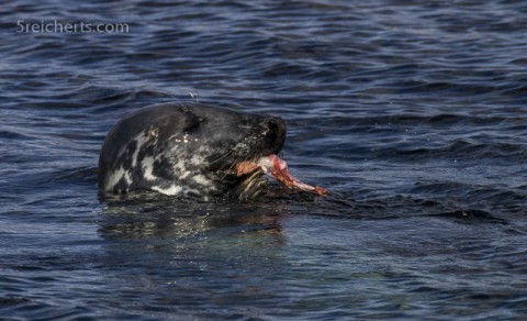 Robbe beim Lunch, Lerwick, Shetland