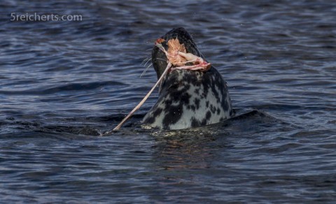 Robbe beim Lunch, Lerwick, Shetland