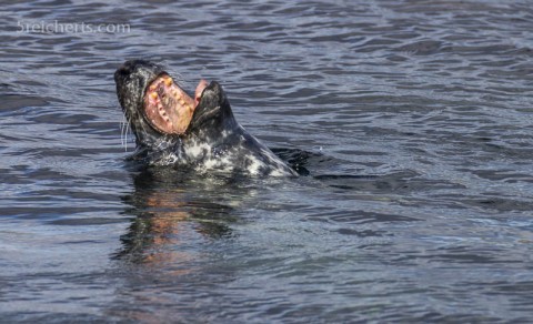 Robbe beim Lunch, Lerwick, Shetland