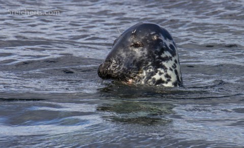 Robbe beim Lunch, Lerwick, Shetland