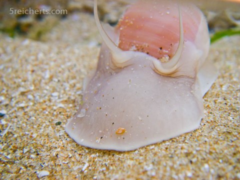 Nabelschnecke, Gezeitenbecken, Bretagne