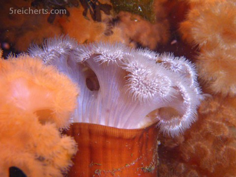 Anemonen, Norwegen