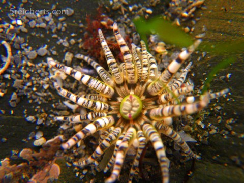 Anemone, Gezeitenbecken, Bretagne