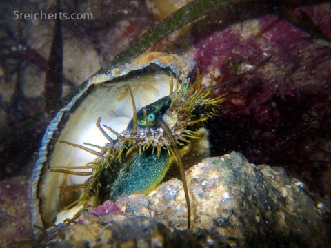 Abalone, Küste, Bretagne