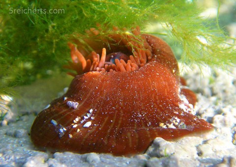 Anemone, Gezeitenbecken, Bretagne