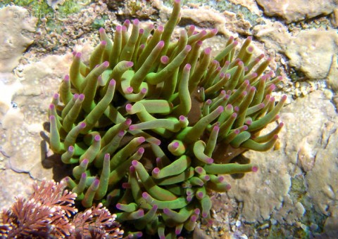 Wachsrose, Gezeitenbecken, Bretagne