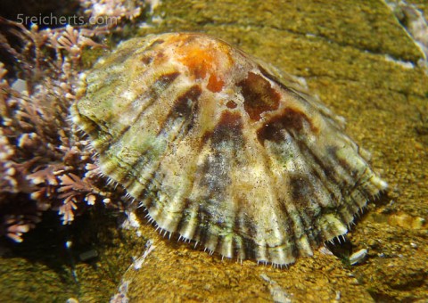 Napfschnecke, Gezeitenbecken