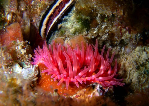 Erdbeeranemone, Hafen, Bretagne