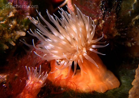 Anemone, Hafen, Bretagne