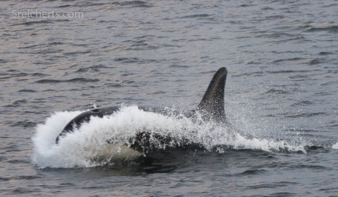 Orca schiesst aus dem Wasser