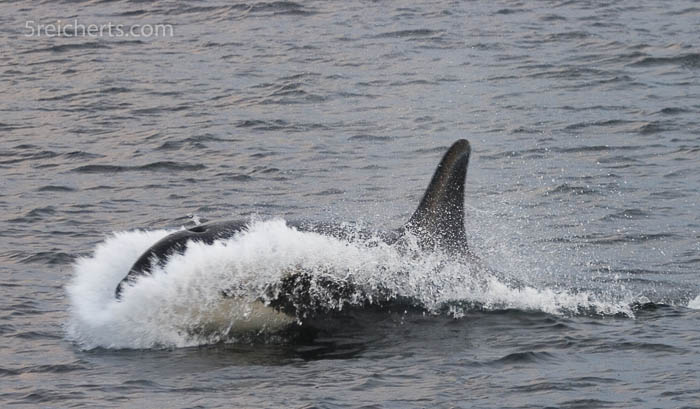 Orca schiesst aus dem Wasser