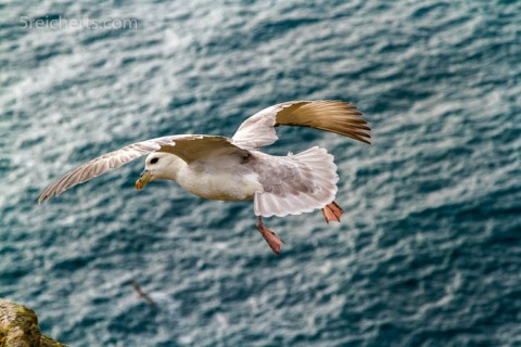 Eissturmvogel, Bressay, Shetland