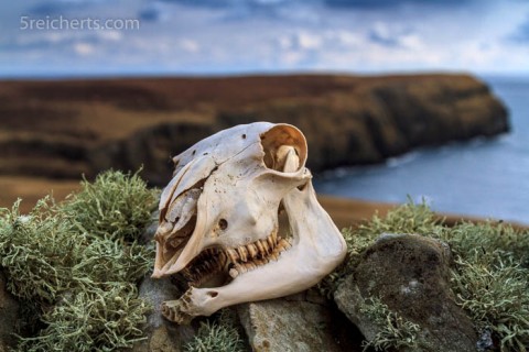 Ex-Schaf, Bressay, Shetland