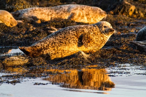 Robbe im Abendlicht, Bressay, Shetland