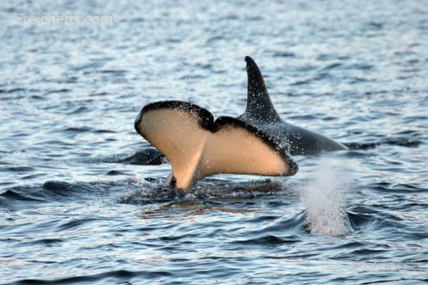 Lobtailing Orca