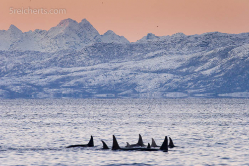 Eine Orca Familie im Tysfjord