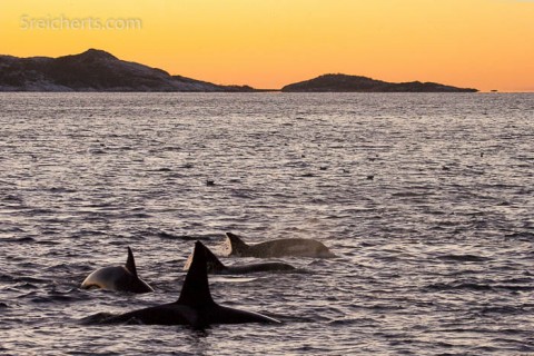 Eine Orca Familie im Tysfjord