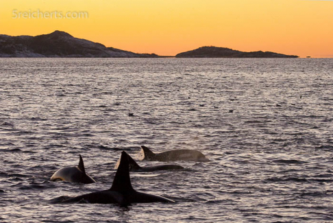 Eine Orca Familie im TysfjordEine Orca Familie im Tysfjord