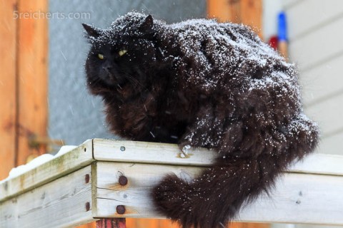 norwegische Waldkatze