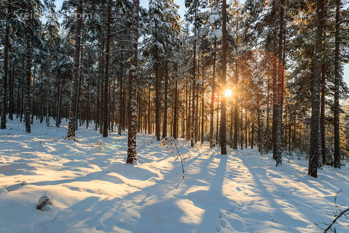 Winter im Wald, Schweden