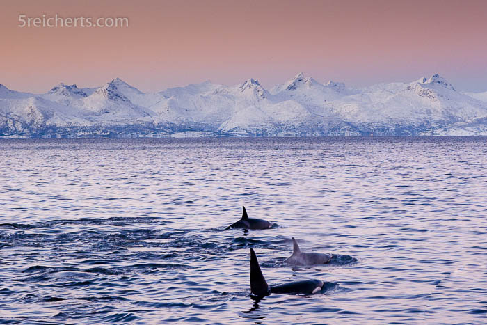 Orcas im winterlichen Licht, Norwegen
