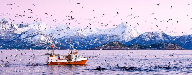 Orcas in Norwegen