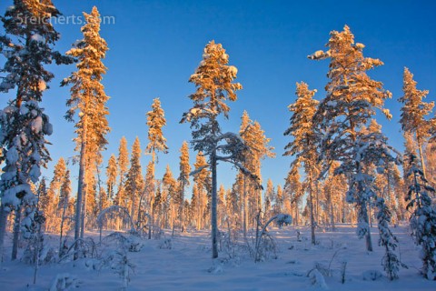 Bäume im Lappland