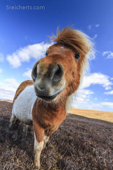 treues Shetland Pony
