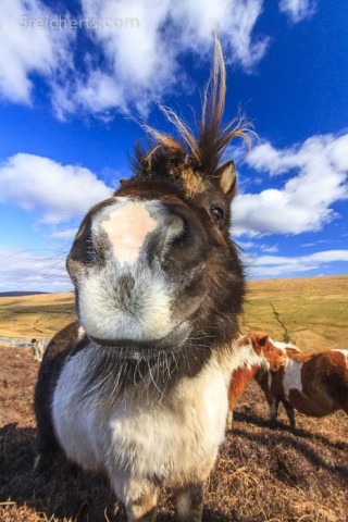 treues Shetland Pony