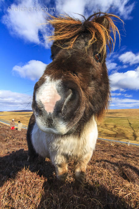 treues Shetland Pony